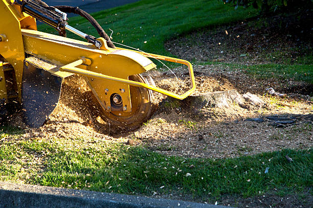 Best Tree Care Services  in Mountain View, NC